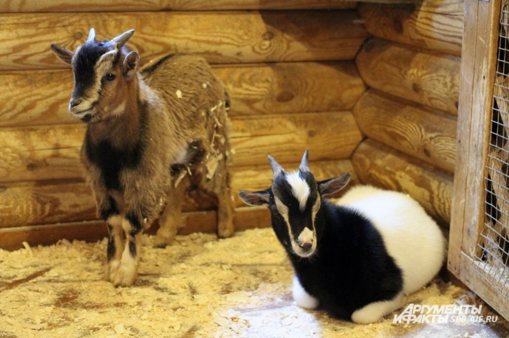 У каждой из трех коз родились по два козленка. 