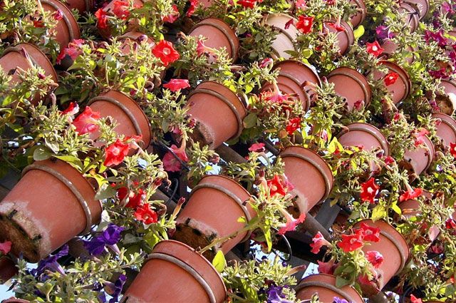 Принять участие в цветочном фестивале могут организации всех форм собственности, индивидуальные предприниматели, садоводы-любители.