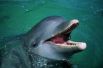 Дельфины дышат воздухом, у них есть легкие и дыхало, являющееся продолжением носа. В среднем они способны задерживать дыхание на 7.25 минуты. Рекордное время задержки дыхания для млекопитающего – 15 минут.