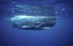 Также как и дельфины, киты дышат воздухом. Они поднимаются на поверхность каждые 5-10 минут для нового вдоха, а чтобы полностью сменить воздух в легких, киты пускают фонтан через дыхательное отверстие на передней части головы. Некоторые киты свободно могут  проводить под водой до 45 минут без единого вдоха.