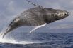 Кит – самое большое млекопитающие из всех существующих на земле. Принадлежит к отряду китообразных и обитает в морской воде. Голубой кит, чья длина может превышать 30 м – самое большое животное в мире. Он весит около 125 тонн. 
