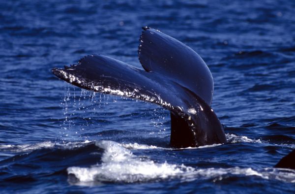 Все китообразные, включая китов, дельфинов и морских свиней, являются потомками млекопитающих отряда парнокопытных, которые покинули сушу и вышли в море. Плавники кита напоминают строение пятипалой руки, а у некоторых китов есть кости в «месте задних ног».