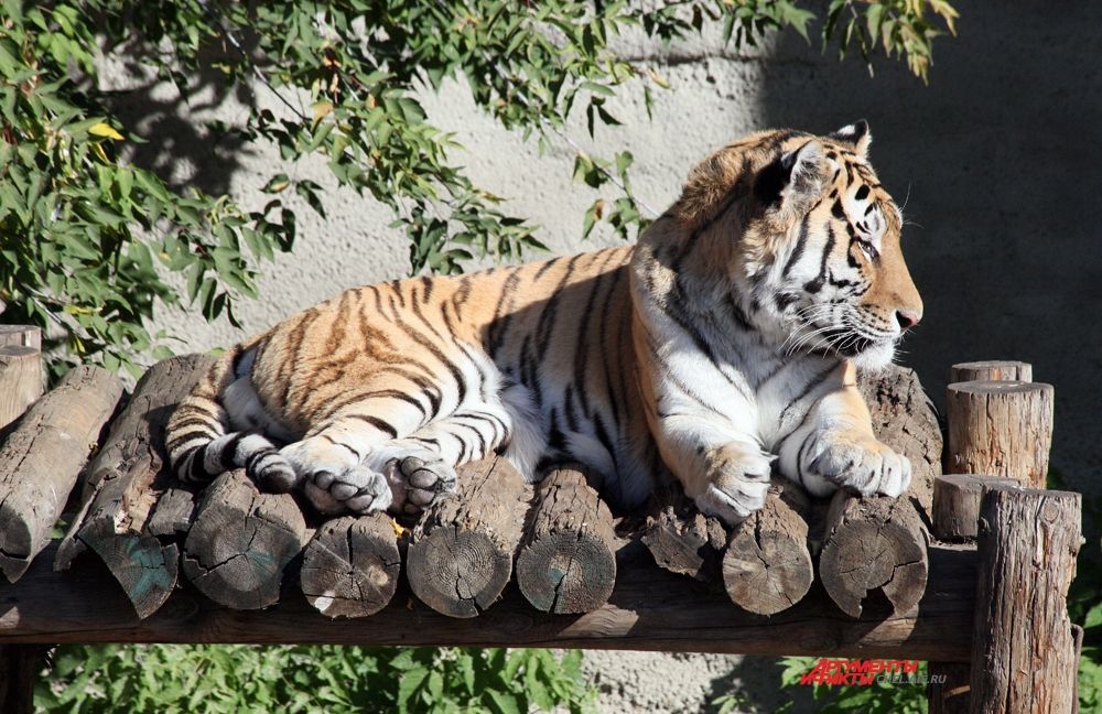 Тигр – один из самых больших наземных хищников, крупнейший представитель семейства кошачьих. 