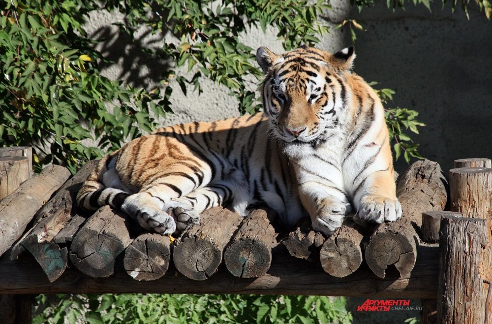 Характерна поперечнополосатая окраска тигра: по основному рыжеватому фону на спине и боках идут многочисленные поперечные тёмные полосы, которые образуют довольно сложный узор. 