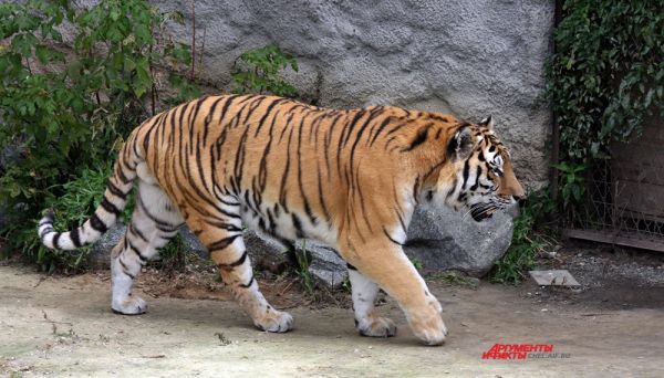 Места обитания амурского тигра специфичны: он держится в невысоких горах, предпочитая долины рек.