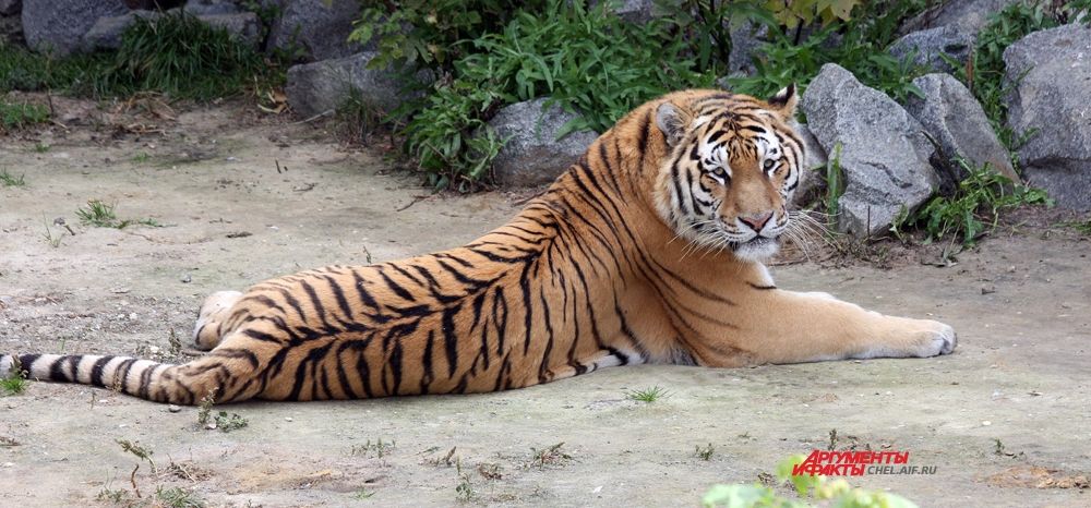 Тигры полигамны: во владениях одного самца могут жить от 1 до 3 самок, с каждой из которых он поочерёдно вступает в брачные отношения.