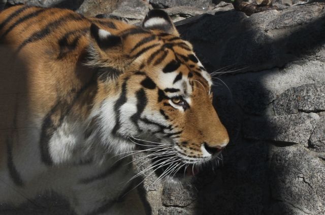 Молодой тигр Амадей появился в жизни Герды в 2010 году.