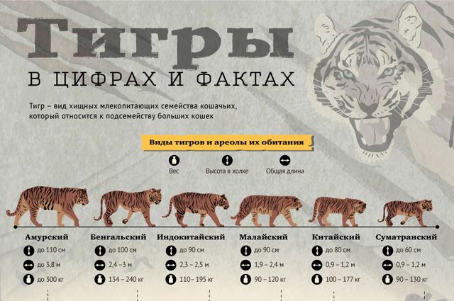 Тигры в цифрах и фактах. Инфографика | Аргументы и Факты