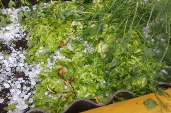 Здесь мы видим, как поломались стебли садовой культуры.