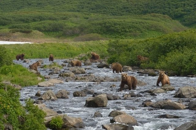 В окружении медведей на реке Камбальной