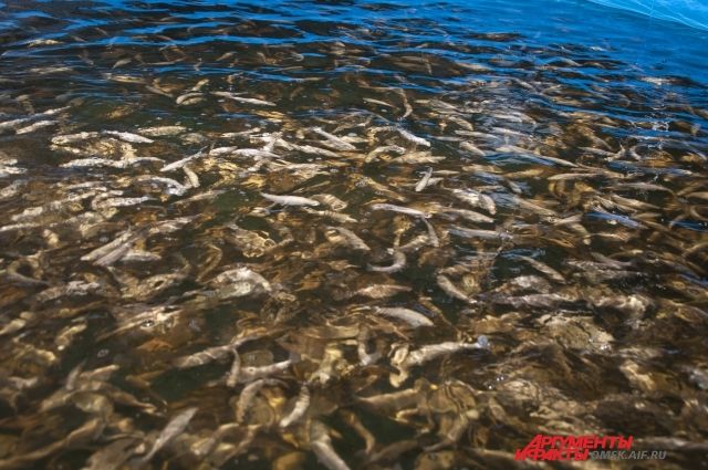 Завод по разведению рыбы ценных пород готов выпускать ее в сибирские реки.