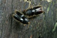 На фото: жук-короед, один из опасных лесных вредителей.