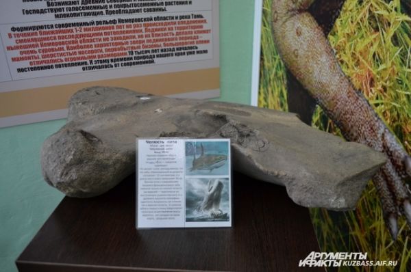 А в музее села Шестаково уже хранятся самые ценные палеонтологические экспонаты. Например, челюсть кита, который когда-то плавал здесь 50 млн лет назад.