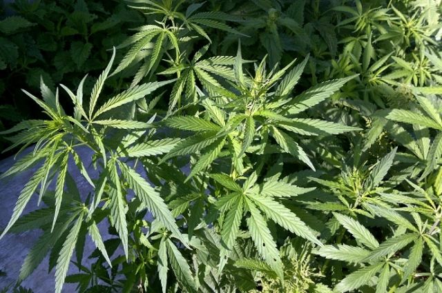 В оренбурге марихуана конопля как сельхозкультура