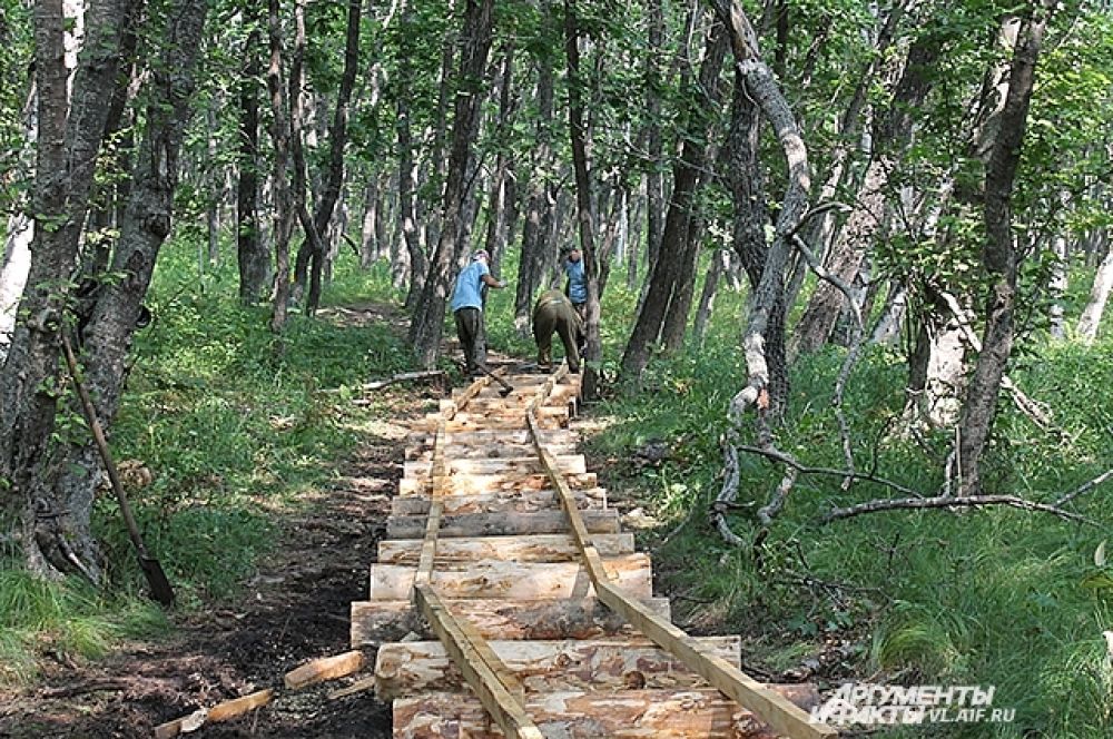 Распиленные брёвна и брусья укладывают на тропе.