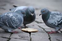 Омские голуби соблюдают правила дорожного движения.