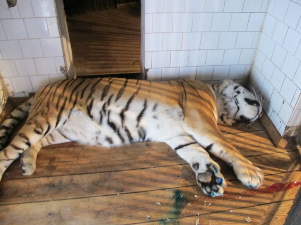 Снотворное 150-ти килограммовому тигру ветеринары  вводили с помощью специальных дротиков, выдувая из их духовой трубки. Два точных попадания  и уже через 10 минут животное крепко заснуло.