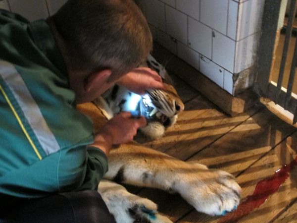 Попутно ветеринары осмотрели уши и зубы тигра. Специалисты пристально следили пациентом все время, пока он выходил из наркоза.