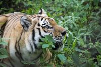 Тигр Жорик уже заметно возмужал в центре для животных в Хабаровском крае.