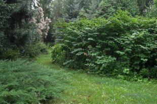 Дендросад привлекает все больше омичей и гостей города.