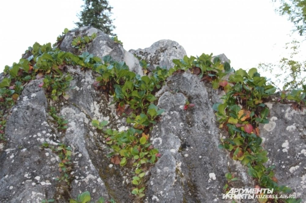 Трималиты - уникальные камни, которые растут прямо из-под земли.