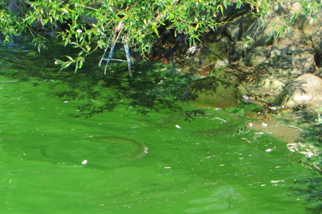 Залив летом превращается в водоем с мутной зеленой водой, а его берега год от года покрываются вонючей, зеленоватой жижей и дохлой рыбой. 