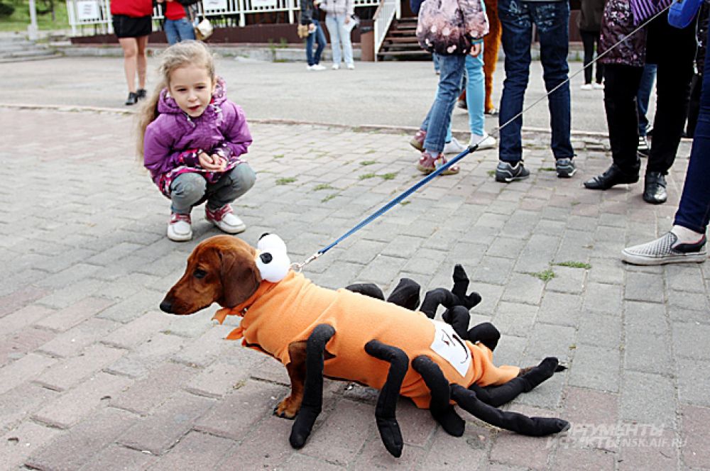 Таксороконожка во всей красе.