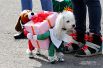 Более 30 костюмированных собак - кроме этого потешного тяни-толкая - приняли участие в карнавале.