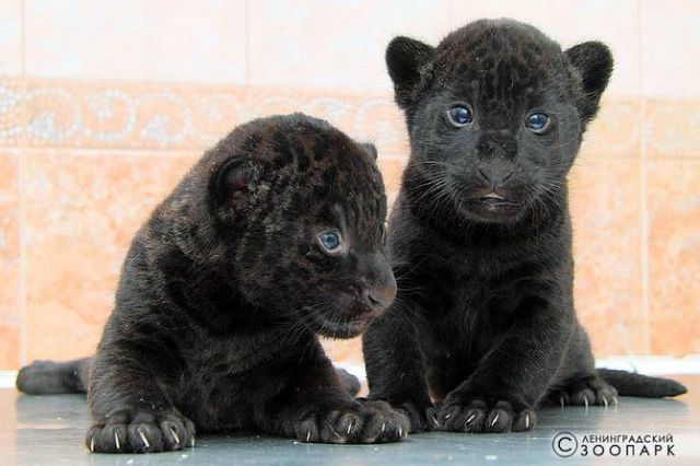 Редкий чёрный ягуар родился в зоопарке Липецка | события | ЛИПЕЦК | АиФ  Черноземье