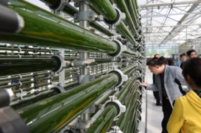 Промышленное производство водорослей - завтрашний день сибирского ноу-хау.