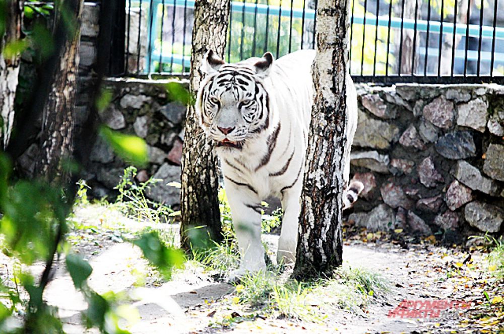 Греясь в последних тёплых лучах солнца, белый тигр маскируется среди берёз.