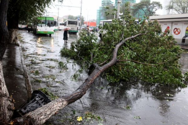 В одном только Ростове на 12.30 упало 120 деревьев. 
