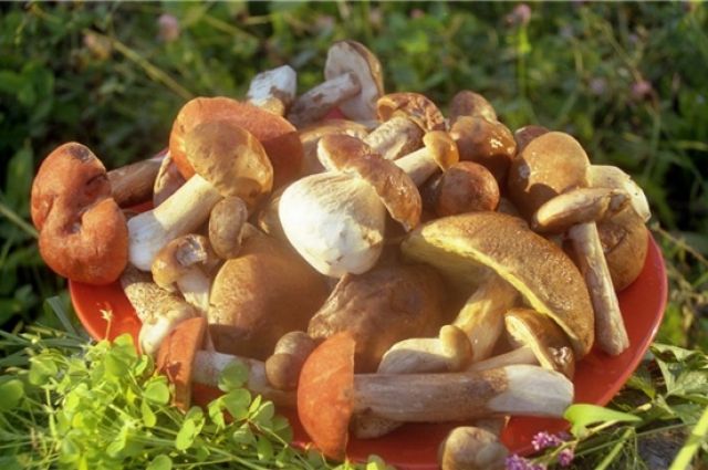 Вегетарианские рецепты с грибами