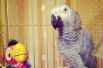 Попугай жако по имени Апероль. Автор фото Олеся Шерозия