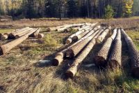 Общий объем добытой преступным путем древесины составил порядка 55 кубометров.