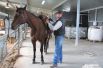 36 лошадей породы, специально выведенной для работы со скотом, также прибыли в регион из Америки. 