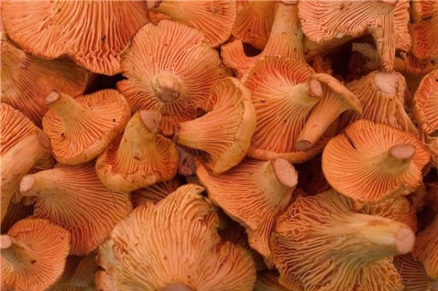 Омские производители грибных продуктов поедут на выставку «Золотая осень».