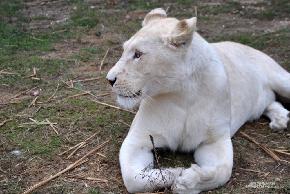 Белая львица Герда приехала в Крым из Южно-Африканской Республики.