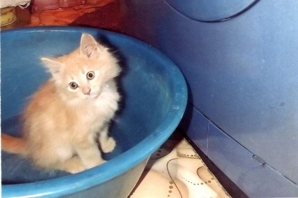 Котёнок. Авто фото Г.Ф. Гудкова