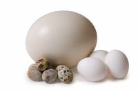 Как определить тухлое яйцо или нет