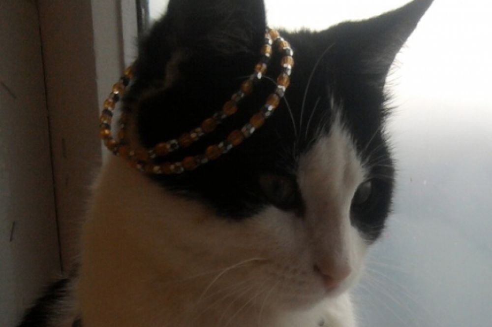 Котик Стразик.