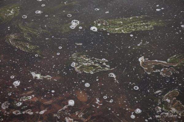 Вот так выглядит вода, загрязненная спирогирой.