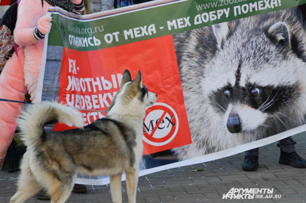Примечательно, что в акции поучаствовали и животные.