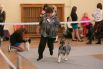 Жюри оценивало внешний вид собак и физические способности