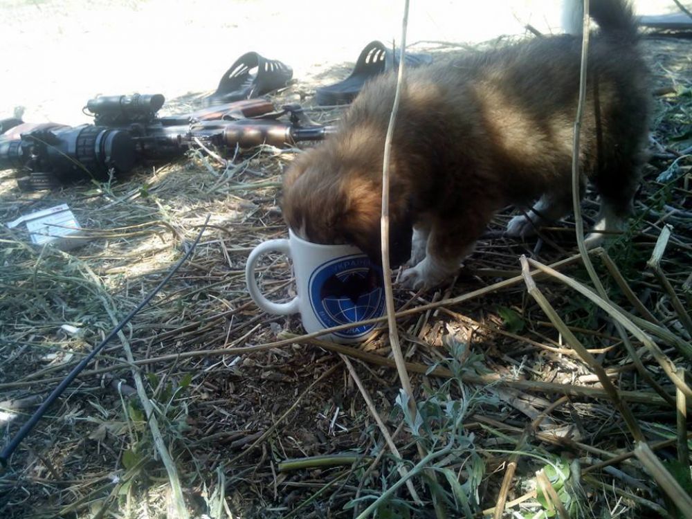 Коты и собаки в зоне АТО