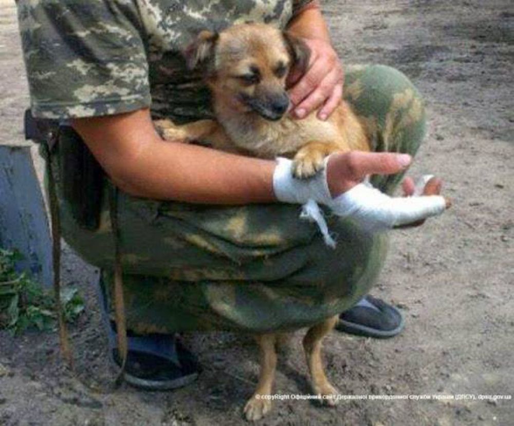 Коты и собаки в зоне АТО