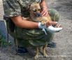 Коты и собаки в зоне АТО