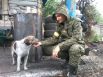 Коты и собаки в зоне АТО