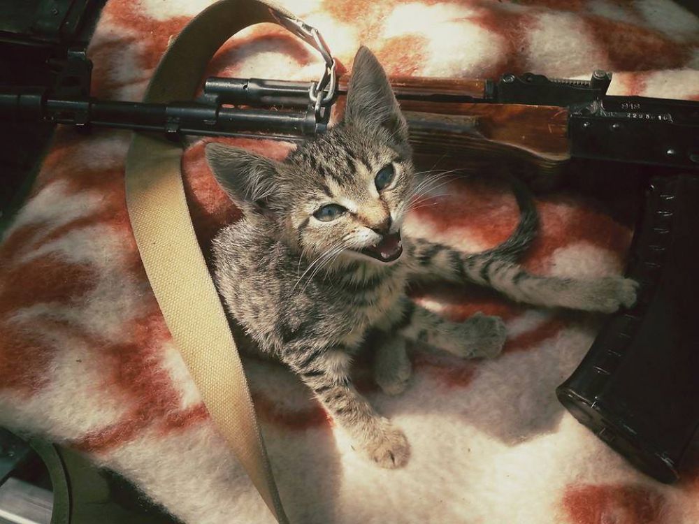 Коты и собаки в зоне АТО