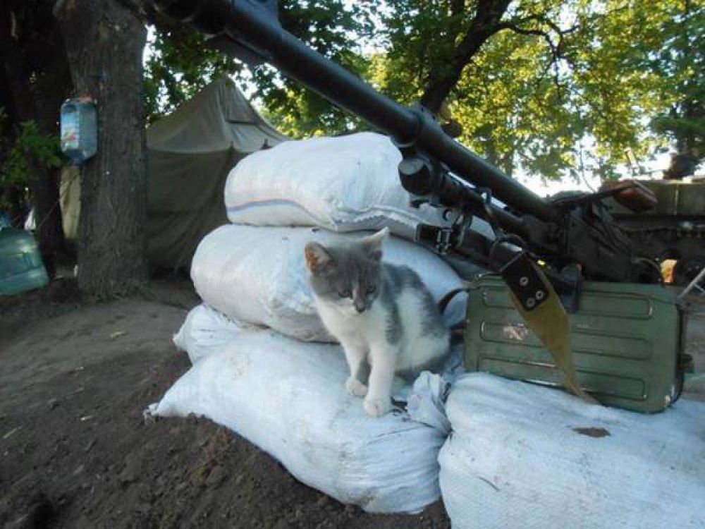 Коты и собаки в зоне АТО
